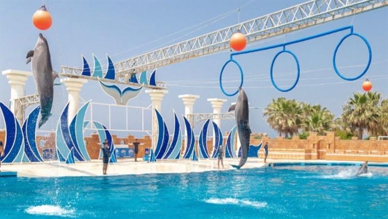 10:00 AM – 11:00 AM – Dolphin & Sea Lion Show
